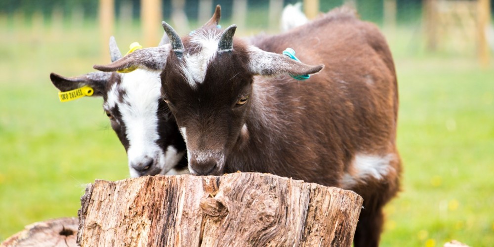 pygmy goats