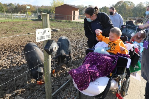 Luke and pigs