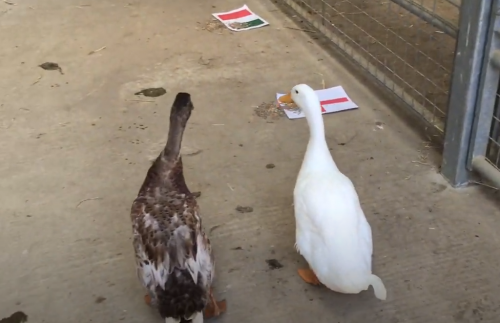 Ducks predict the football score